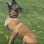 Belgian Malinois protection dog