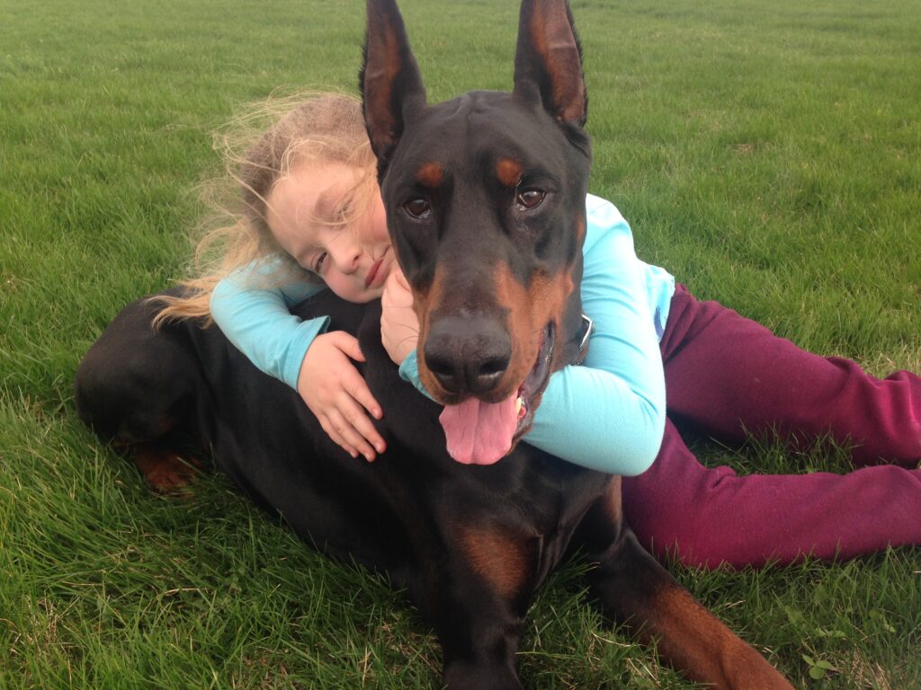 Dobermans for sale in Indianapolis