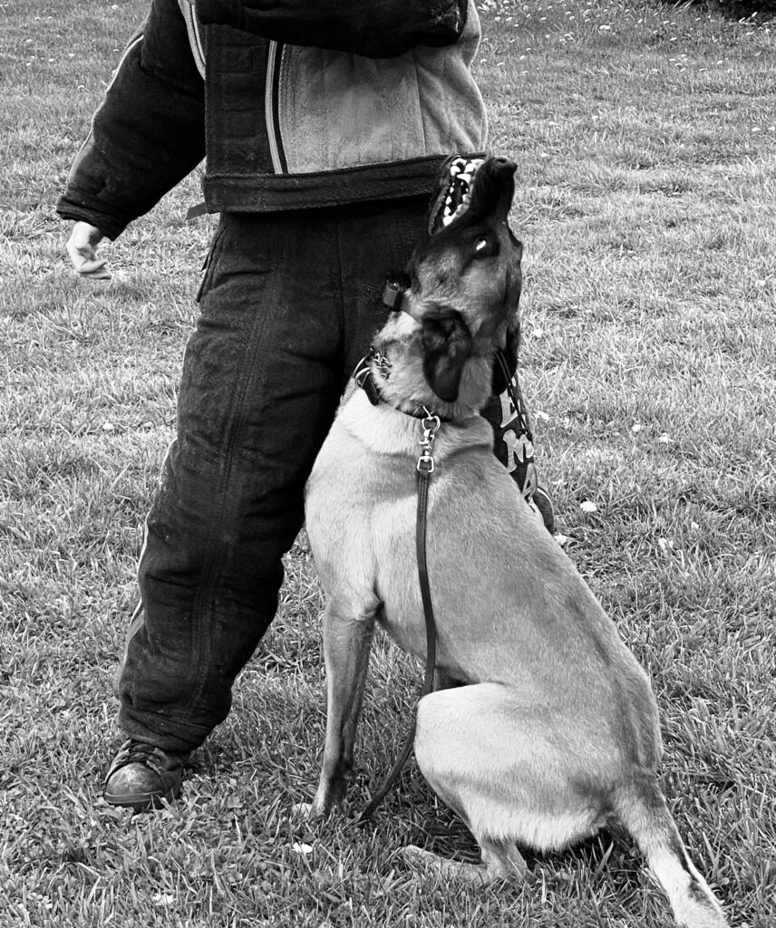 Protection dog training and sales in Indiana.