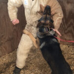 German Shepherd protection work