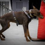 Doberman in Indianapolis doing protection training