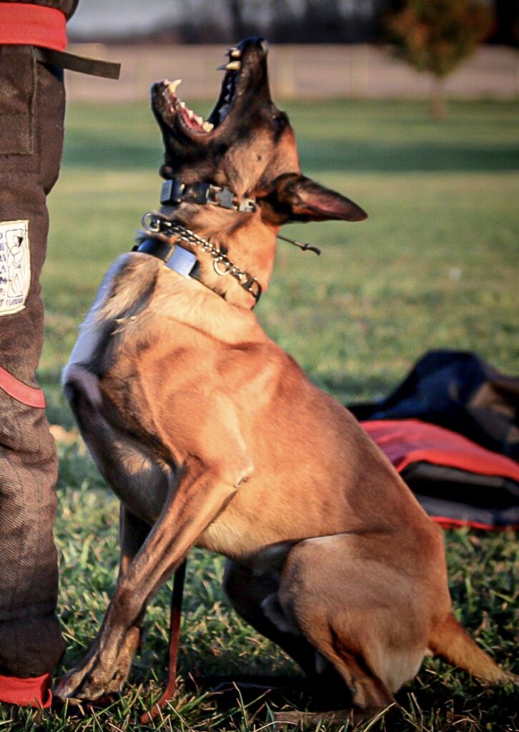 Belgian Malinois in Indianapolis. Protection dogs in Indiana.