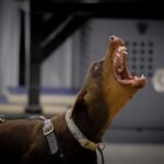 Doberman puppies for sale in Indiana