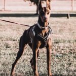 Doberman puppies in Indianapolis