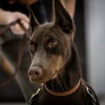 Protection doberman for sale in Indianapolis