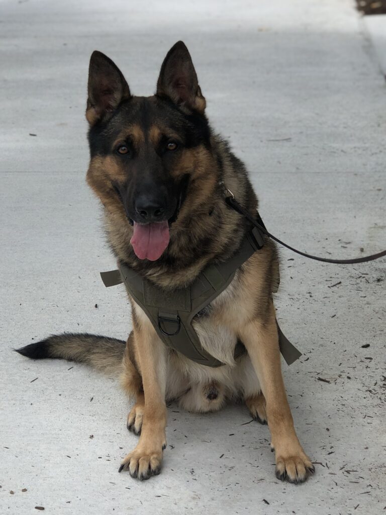 German shepherd puppies for sale in Indianapolis