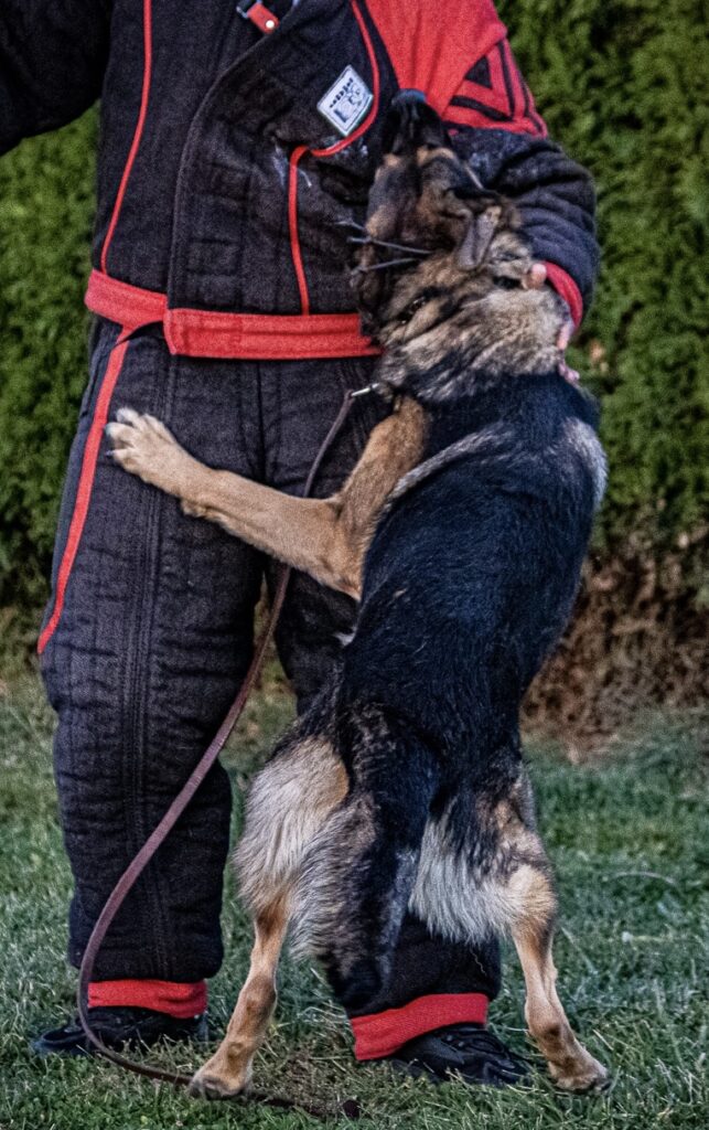 German shepherds for sale in Indiana