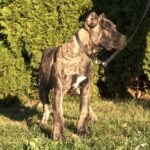 Presa canario personal protection dog