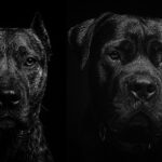 Presa Canarios available in Indiana