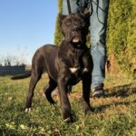 Black presa Canario puppy