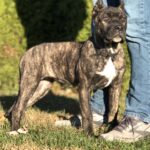 Presa canario puppy in Indiana