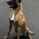 Belgian Malinois protection dog in Indiana