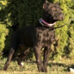 Black presa canario in Indianapolis